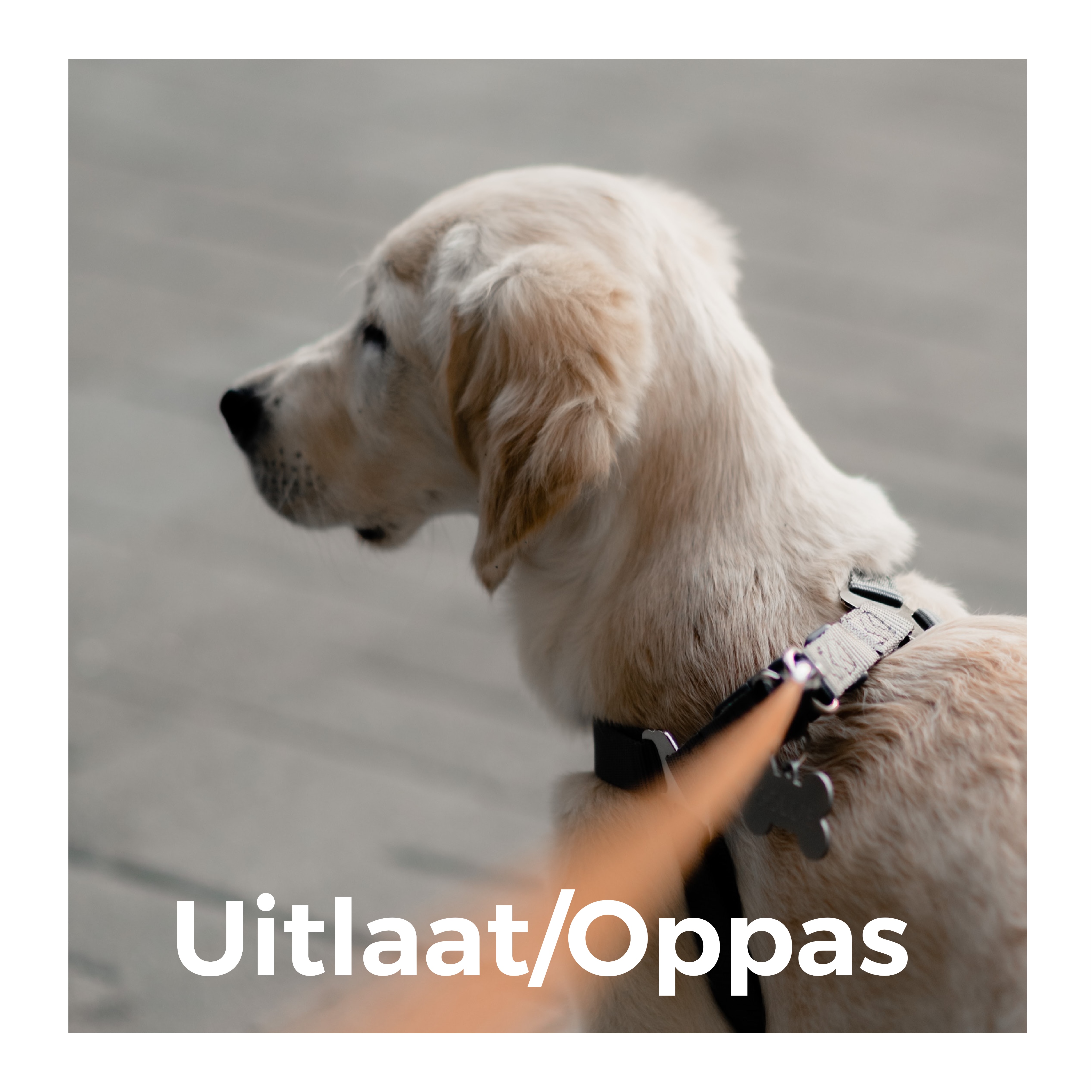 Uitlaatservice - dierenoppas