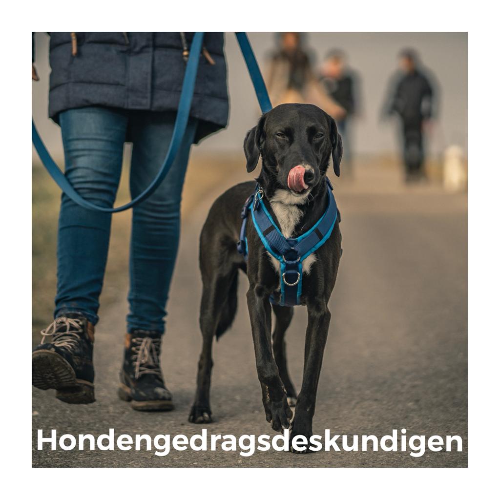 Hondengedragsdeskundigen